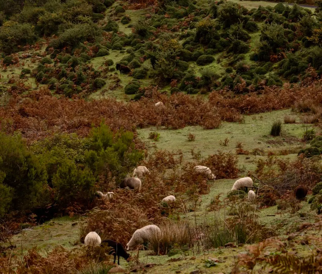 Hilltop in Portugal with sheep, evoking the shepherd children of Fatima and the rural landscape of Cova da Iria.