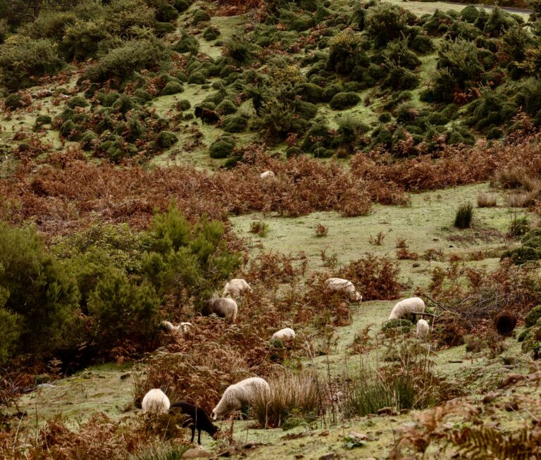 Hilltop in Portugal with sheep, evoking the shepherd children of Fatima and the rural landscape of Cova da Iria.